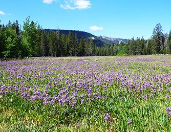 It's Frog Time in North Lake Tahoe