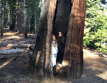 The Power of Trees in North Lake Tahoe