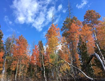 Fall Colors Reaching Peak in North Lake Tahoe