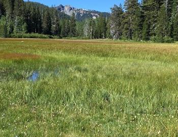 The Seasons of Page Meadows in North Lake Tahoe