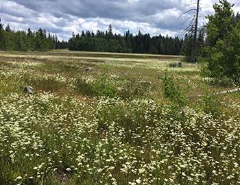 It's A Pine Drop and Yarrow Summer in North Lake Tahoe