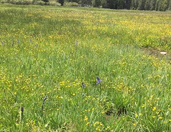 Sagehen Wildflower Haven in North Lake Tahoe