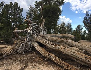 Whitebark Pines Tahoe’s Highest Tree