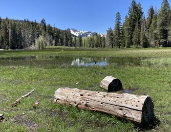 June Surprise in North Lake Tahoe