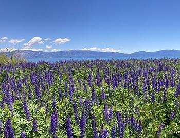 Lupine in North Lake Tahoe