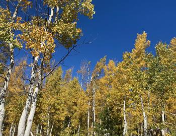 Fall in Tahoe