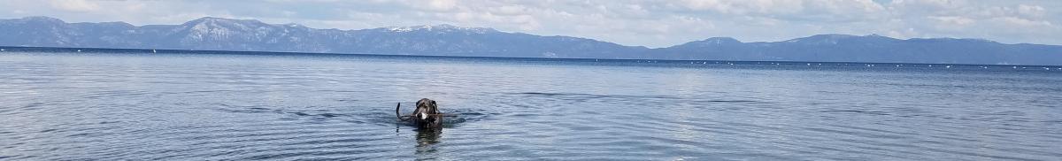 Dogs Enjoy Swimming in Lake Tahoe