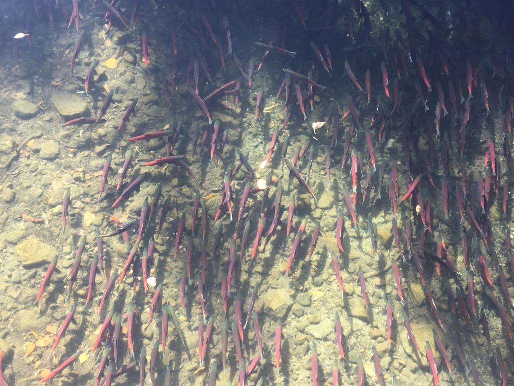 Taylor Creek Kokanee Time Taylor Creek Kokanee Time