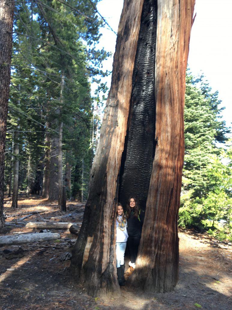 The Power of Trees in North Lake Tahoe The Power of Trees in North Lake Tahoe