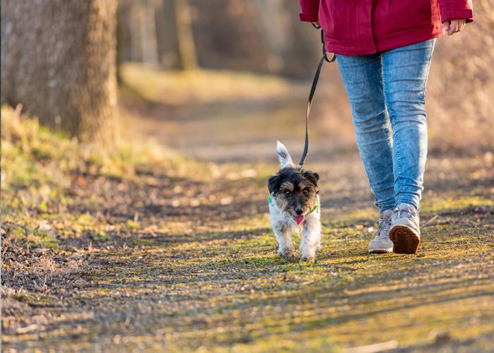 Dog-Friendly Hiking Trails in North Lake Tahoe