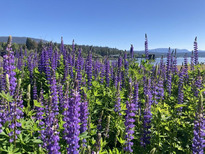 Lupine in North Lake Tahoe Lupine in North Lake Tahoe