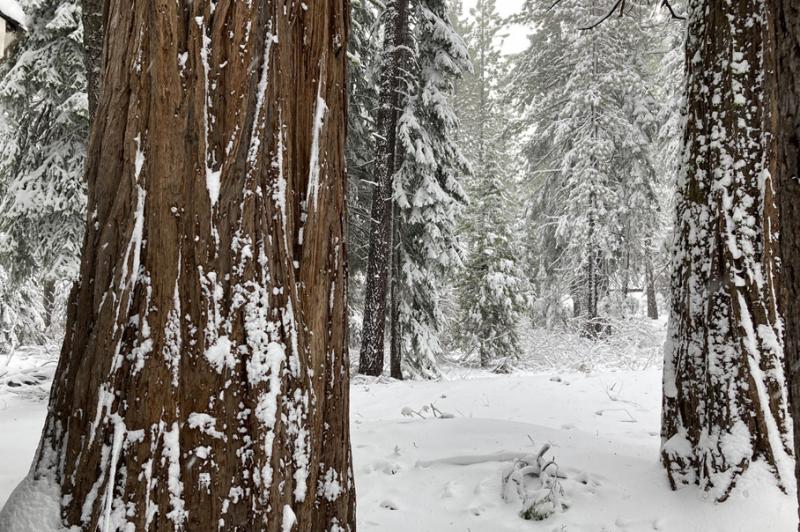 Surprise! Winter has returned in North Lake Tahoe Surprise! Winter has returned in North Lake Tahoe